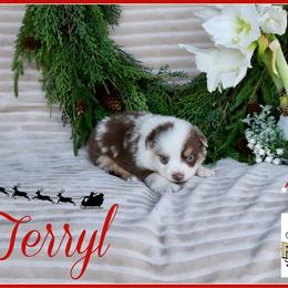 Terryl - Red merle male Miniature Australian Shepherd puppy in Madisonville, Texas from Flying LL Aussies