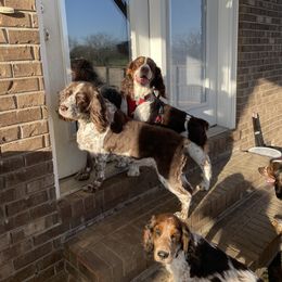 English Springer Spaniel All Grown Up from Sugar Creek Springer Spaniels