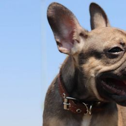 French Bulldogs from Mile High Puppies