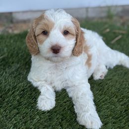 Sprinkles - Parti female Goldendoodle puppy in Twin Falls, Idaho from Magic Valley Family Doodles