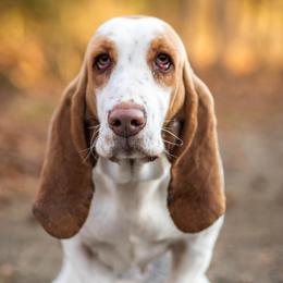 June - Basset Hound