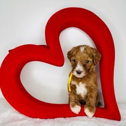 Yellow Collar - Red  female Goldendoodle puppy in Miami, Florida from GoldStar Doodles USA