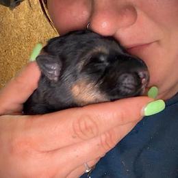 Nova - Black and red female German Shepherd puppy in Louisville, Kentucky from Haus of Beautiful Chaos German Shepherds