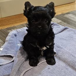 Girl 2 - Black tan and white female Biewer Terrier puppy in Dayton, Ohio from BiewerHeart Yorkies