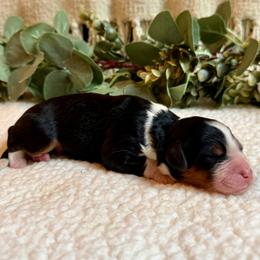Leo - Tri-color male Bernedoodle puppy in Perrysville, Ohio from Pleasant Valley Bernedoodles