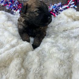 Arlo - Black and fawn male Bouvier des Flandres puppy in Buffalo, Missouri from Noble Bouviers