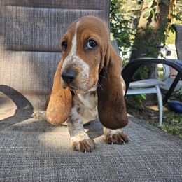 Robin - Mahogany and white female Basset Hound puppy in Pleasant Lake, Michigan from Pleasant Bay Basset Hounds