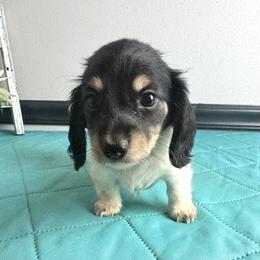 Bella - Piebald female Dachshund puppy in Gilbertsville, Kentucky from DeLaunes Dachshunds