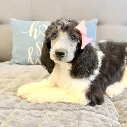 Nova - Parti female Poodle puppy in Meadowbrook, California from Standard Poodle Pups