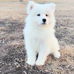 Augustus - White male Samoyed puppy in Durant, Oklahoma from OrangeLine Samoyeds