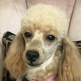 Gilda - Poodle