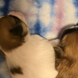 Mal-Shis, Maltipoos, and Poodles from Collier's Canines