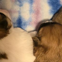 Mal-Shis, Maltipoos, and Poodles from Collier's Canines