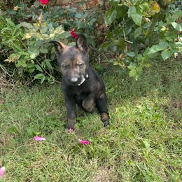 Mena - Sable female German Shepherd puppy in Milan, Illinois from Stonewick German Shepherds