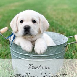 4th pick male - Yellow male Labrador Retriever puppy in Mt. Vernon, Texas from Bohlken Labradors