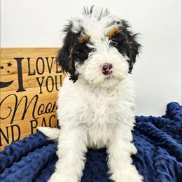 Parsley - Black and white male Bernedoodle puppy in Granton, Wisconsin from Rose River Farms