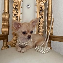 Grace - Cream female Chihuahua puppy in Burleson, Texas from Tiny Diiamond Chihuahua