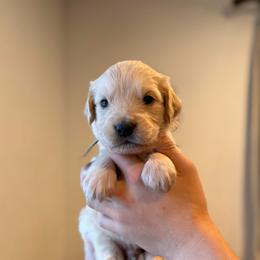 Male puppy pick 6 - Light golden male Golden Retriever puppy in Colville, Washington from Columbia Ridge Goldens