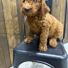 Light purple - Red female Irish Doodle puppy in Bloomfield, Iowa from Schooley Doodles