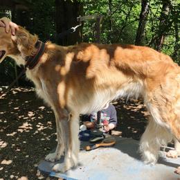 Pumpkin - Borzoi