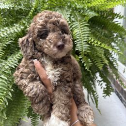 April - Brown white and tan female Cockapoo puppy in Queens, New York from The 2 Musketeers_Cockapoos