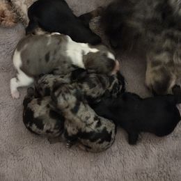 Cavapoo puppies from Marta's Cavaliers
