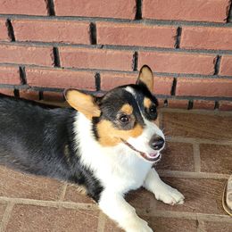 American Corgi, Collie, and Pembroke Welsh Corgi All Grown Up from Voneida Collies & Corgis
