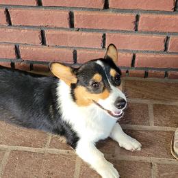 American Corgi, Collie, and Pembroke Welsh Corgi All Grown Up from Voneida Collies & Corgis