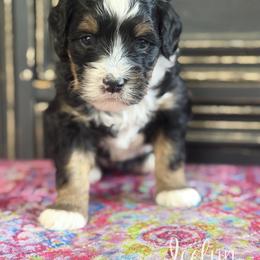 Icelyn - Tri-color female Bernedoodle puppy in Henry, Illinois from Rowe Farms Doodles