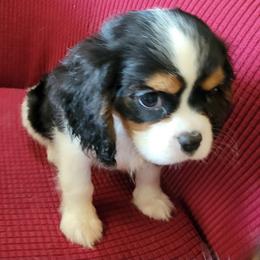 Cavalier King Charles Spaniel Puppies from Duchess Cavaliers