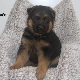 German Shepherd Puppies from Valiant Shepherds
