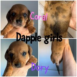 Dachshund Puppies from Mims Mini Dachshunds