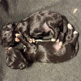 Maltipoo puppies from Exotic City Pomeranians and chihuahuas