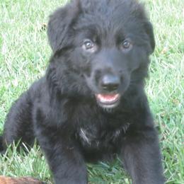 German Shepherd Puppies from V Diamondburg Kennels