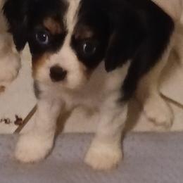 Boy 4 - Tri-color male Cavalier King Charles Spaniel puppy in East Providence, Rhode Island from Marta's Cavaliers