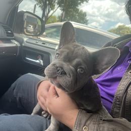 Rabbit - French Bulldog
