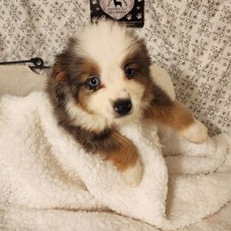 Bingo - Blue merle male Toy Australian Shepherd puppy in Logansport, Indiana from Sandy Hill Farm Aussies, LLC