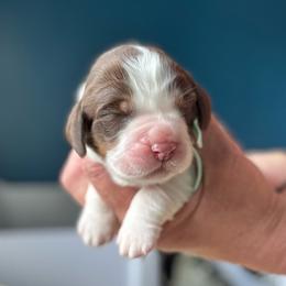 Story - Liver white and tan female English Springer Spaniel puppy in Tupalo, Mississippi from Butterfield Trail Farm