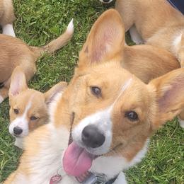 Pembroke Welsh Corgis from Seegrist Family Puppies