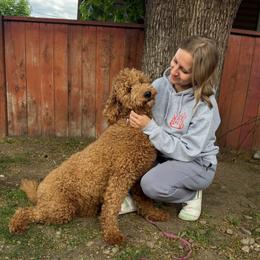 Brook - Goldendoodle
