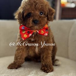 Rafael - Red male Maltipoo puppy in Hesperia, California from McCraws N Paws