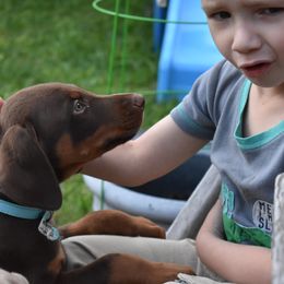 Doberman Pinscher Puppies from The Kennel Birkline