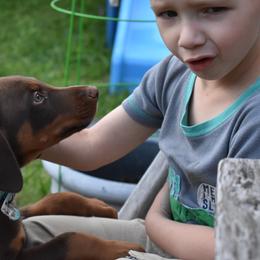 Doberman Pinscher Puppies from The Kennel Birkline