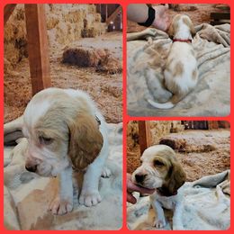 Basset Hound Puppies from Hounds All Night