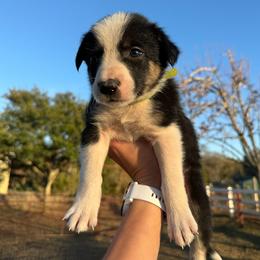 Boy 2 - male Border Collie puppy in Austin, Texas from Abundant Life Ranch Border Collies