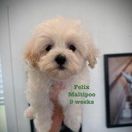 Felix - Champagne male Maltipoo puppy in Paden, Oklahoma from Logan's Perfect Puppies