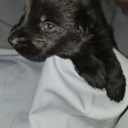 Shiloh Shepherd Puppies from Heritage Shilohs