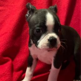 Bandit - Black and white male Boston Terrier puppy in Mc Donough, Georgia from Boston Babies