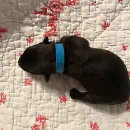 Archie - Brindle male Scottish Terrier puppy in Archbold, Ohio from Mehring’s Scotty’s