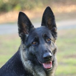 Ruby - German Shepherd